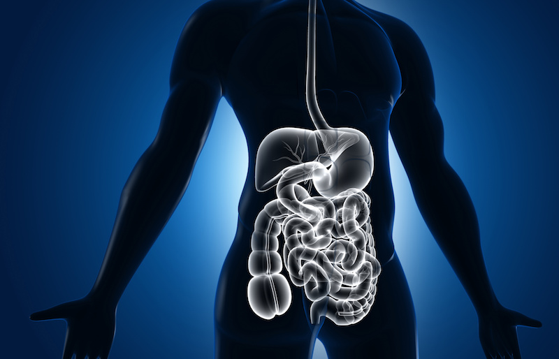 How Digestion Begins in the Mouth