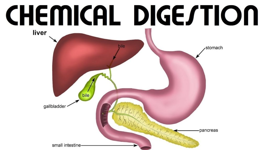 Mechanical vs Chemical Digestion