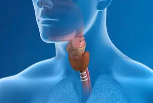 Swallowing and the Esophagus Moving Food to the Stomach