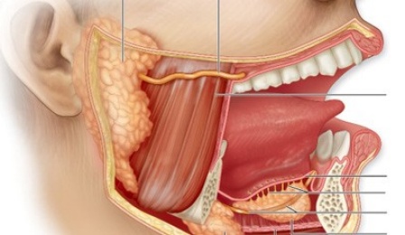 The Function of Saliva in the Digestive Process