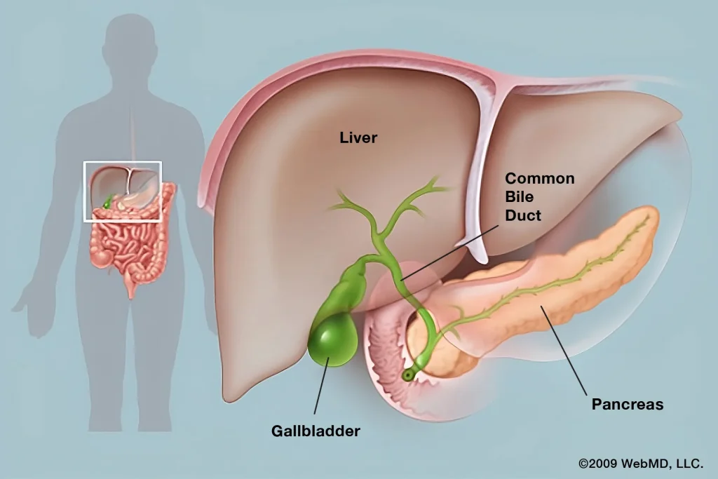 The Gallbladder and Its Function in Fat Digestion