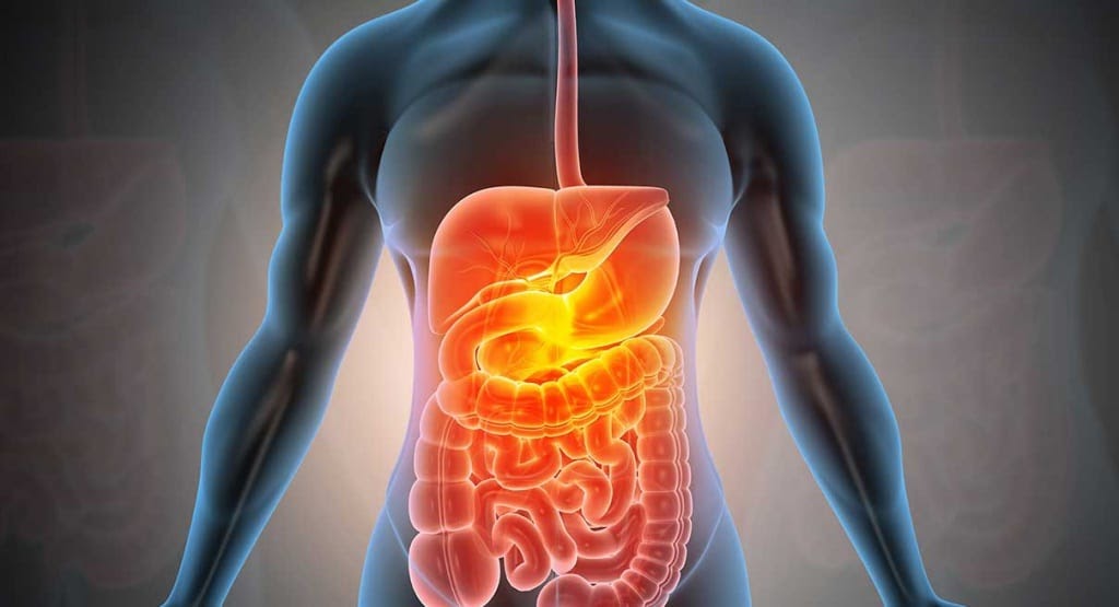 The Importance of Digestion for Human Health