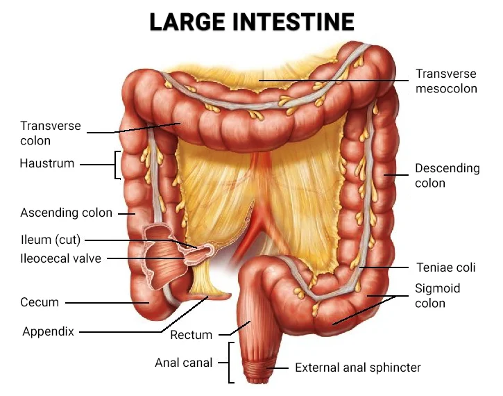 The Large Intestine and Water Absorption