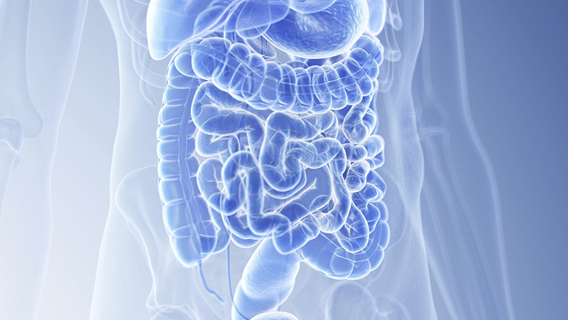 The Main Functions of the Digestive System
