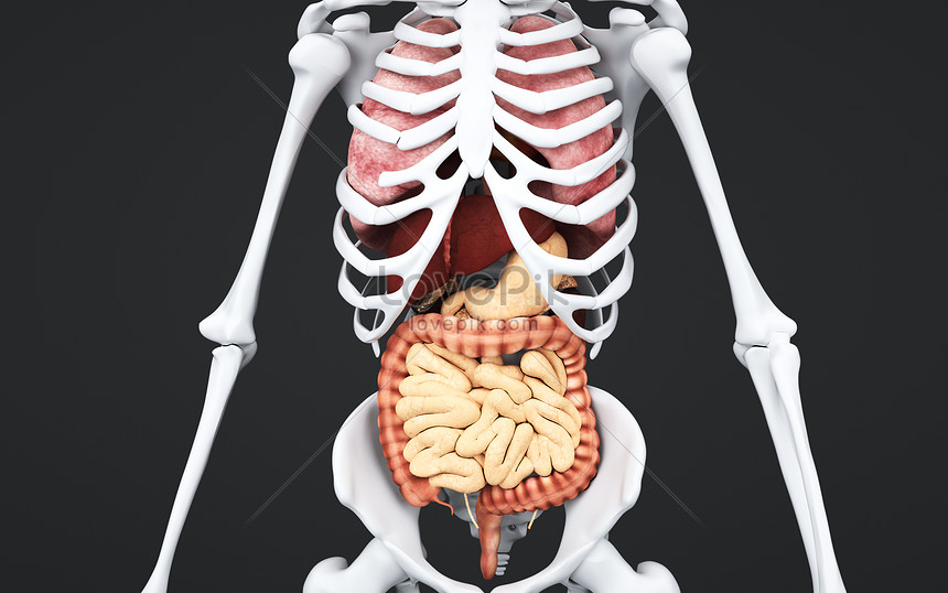 The Phases of Digestion Cephalic, Gastric, and Intestinal