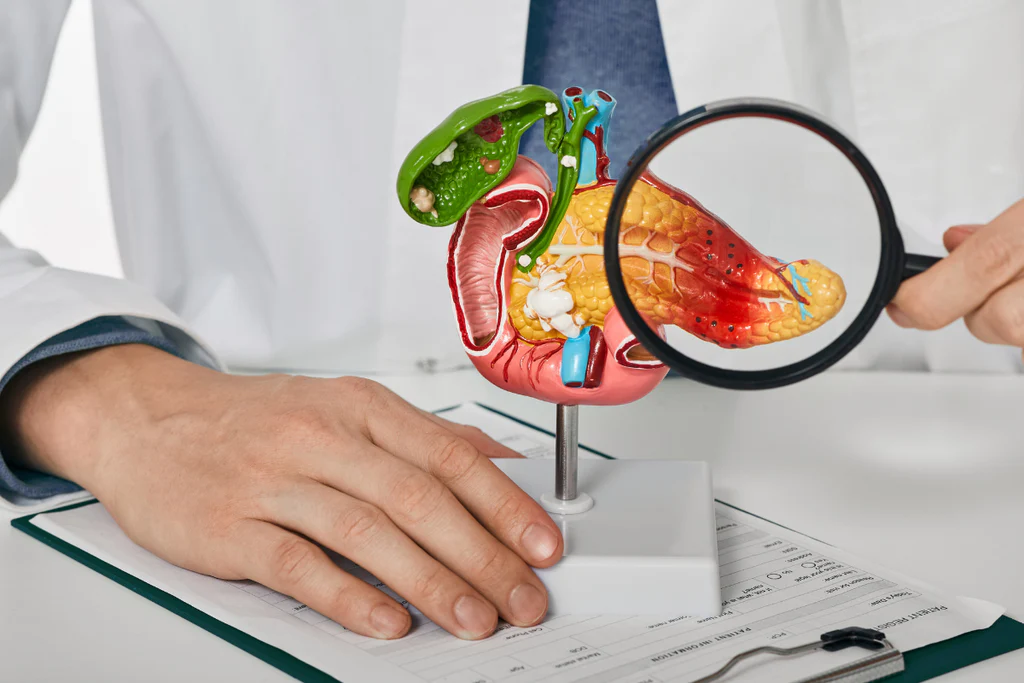 The Relationship Between Digestion and Metabolism