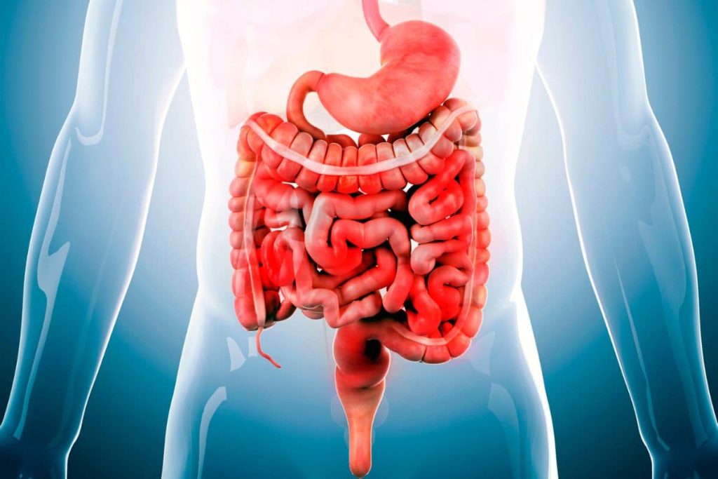 The Role of Enzymes in Digestion