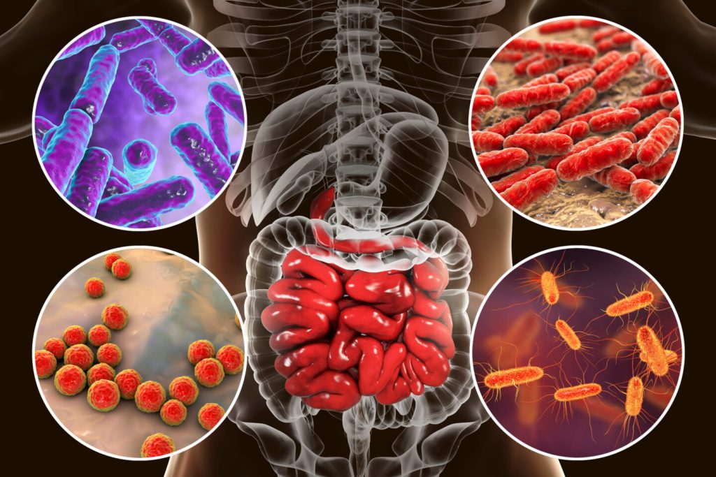 The Role of Gut Microbiota in Digestion