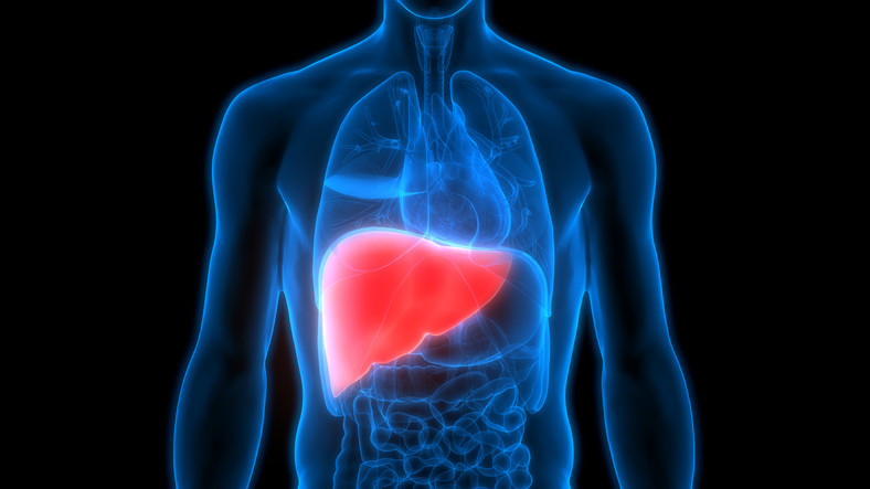 The Role of the Liver in Digestion