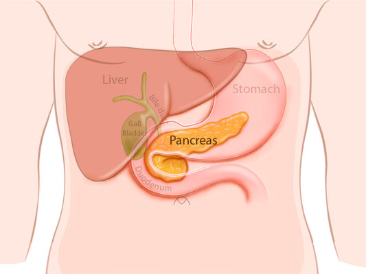 The Role of the Pancreas in Digestion