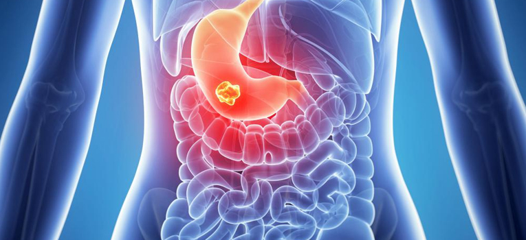 The Role of the Stomach in Breaking Down Food