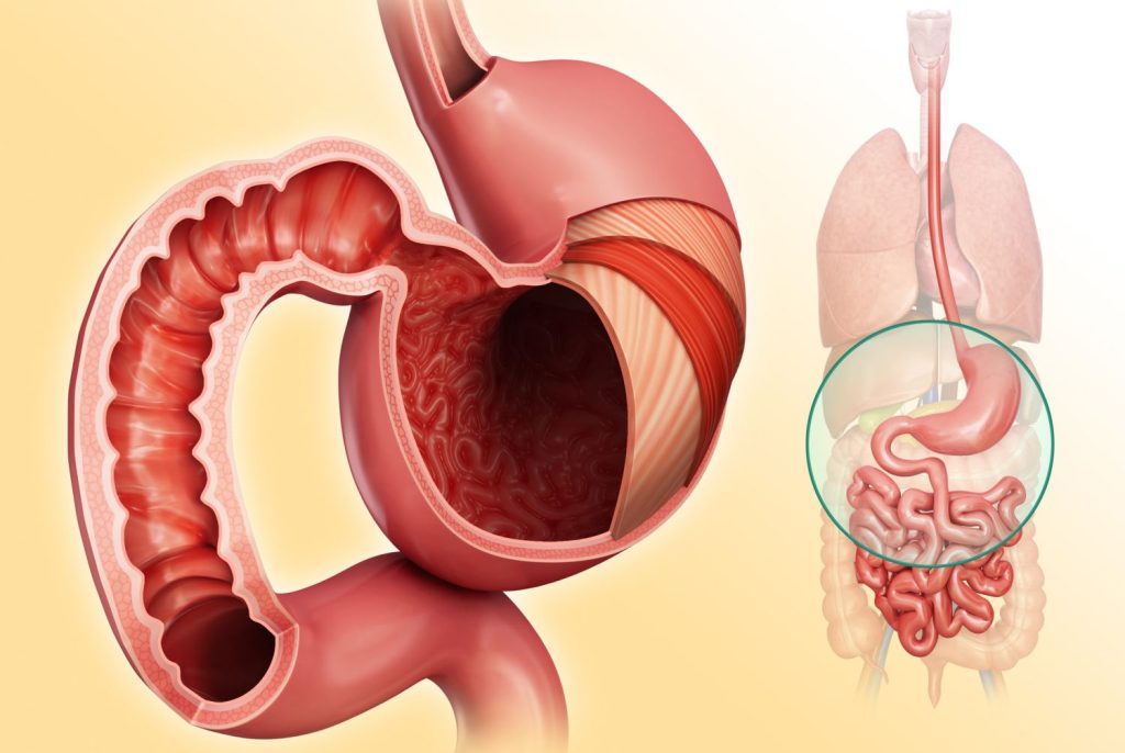 The Small Intestine The Center of Nutrient Absorption
