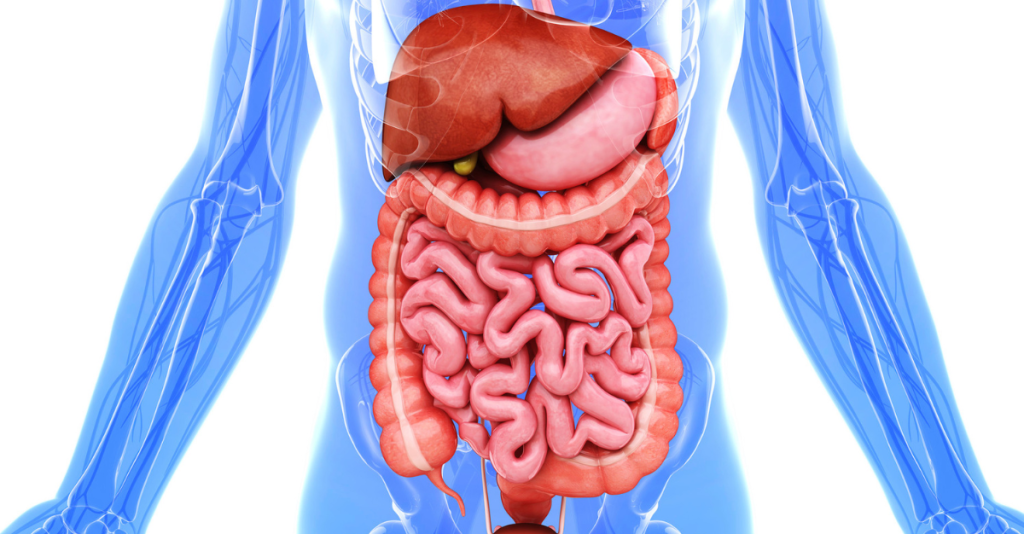 What Is Digestion A Complete Definition