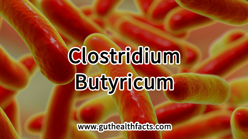 Clostridium Butyricum: 4 Gut Health Benefits From Butyrate Production