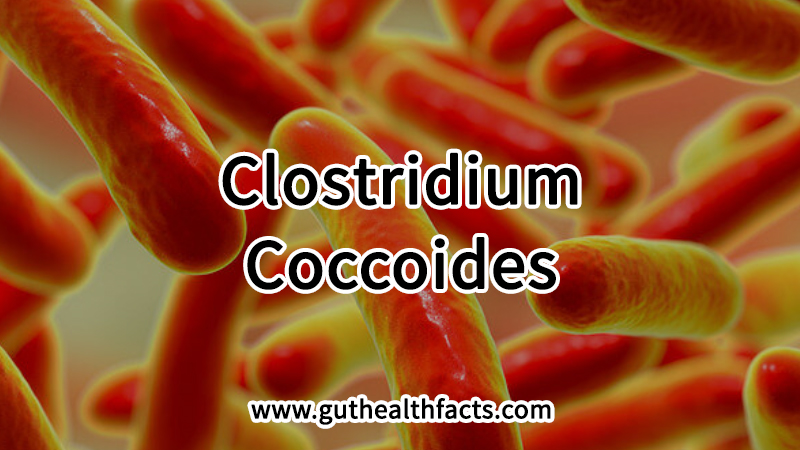 Clostridium Coccoides: 2 Roles In Metabolism And Digestive Support