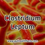 Clostridium Leptum: 3 Key Benefits For Immune Regulation And Gut Health