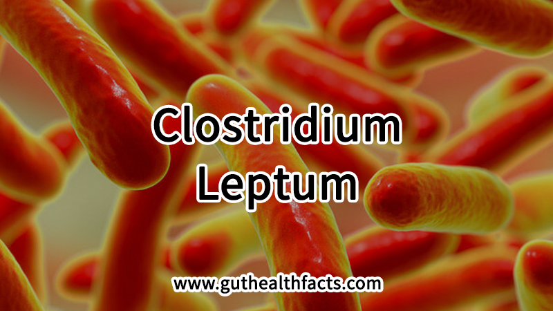 Clostridium Leptum: 3 Key Benefits For Immune Regulation And Gut Health