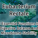 Eubacterium Rectale 4 Essential Functions In Digestive Balance And Microbiome Stability