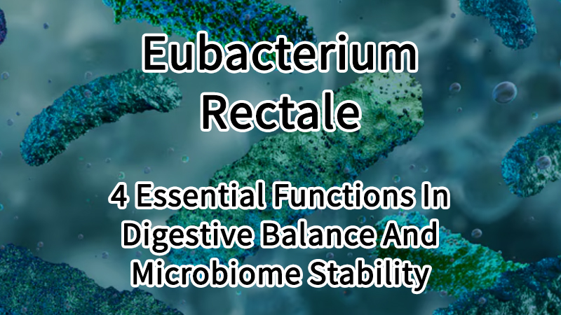 Eubacterium Rectale 4 Essential Functions In Digestive Balance And Microbiome Stability