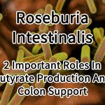 Roseburia Intestinalis 2 Important Roles In Butyrate Production And Colon Support