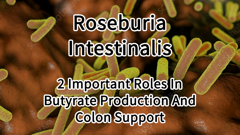 Roseburia Intestinalis 2 Important Roles In Butyrate Production And Colon Support