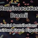 Ruminococcus Bromii 3 Crucial Contributions To Resistant Starch Digestion