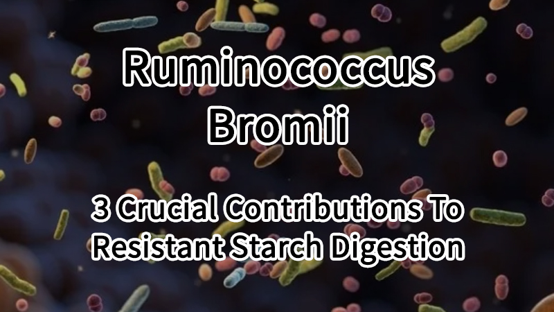 Ruminococcus Bromii 3 Crucial Contributions To Resistant Starch Digestion