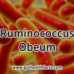 Ruminococcus Obeum: 2 Ways It Supports Fiber Fermentation And Gut Wellness