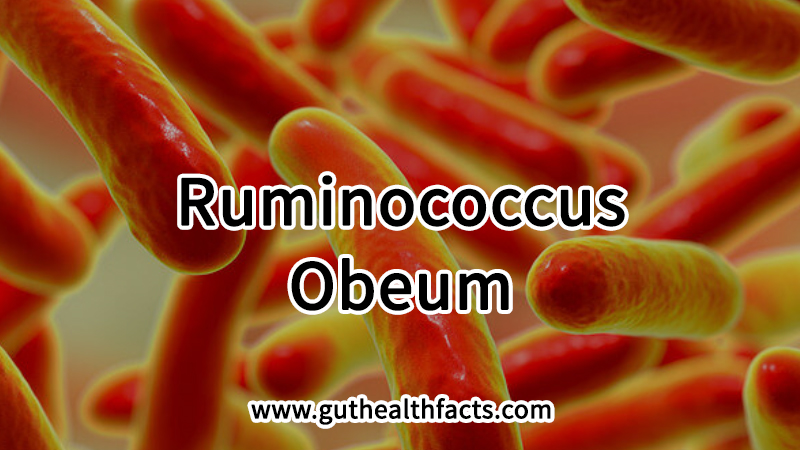 Ruminococcus Obeum: 2 Ways It Supports Fiber Fermentation And Gut Wellness